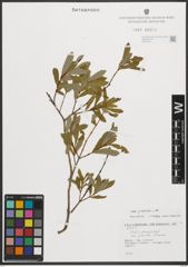 Foto von Salix purpurea L.